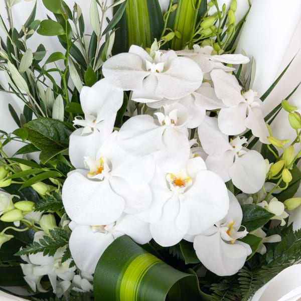 Timeless White 3