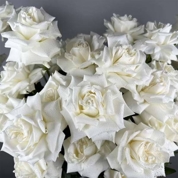24 Reflexed White Roses - Ceramic Pot